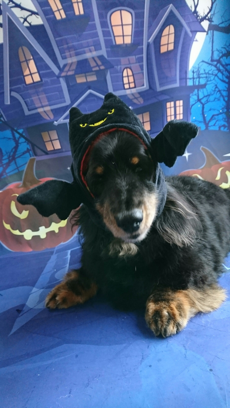 ダックスのレオちゃん シャンプーコース