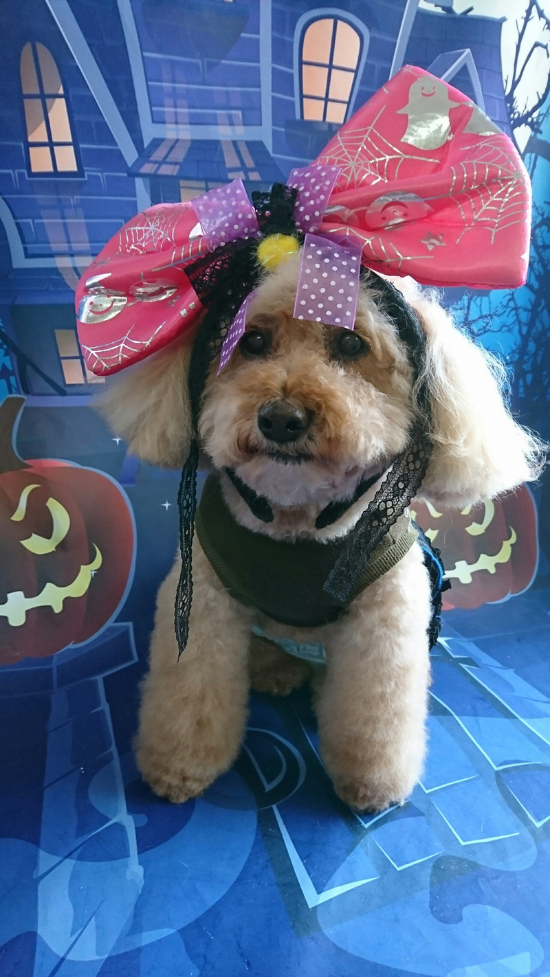 プードルのノルドちゃん シャンプーコース デンタル