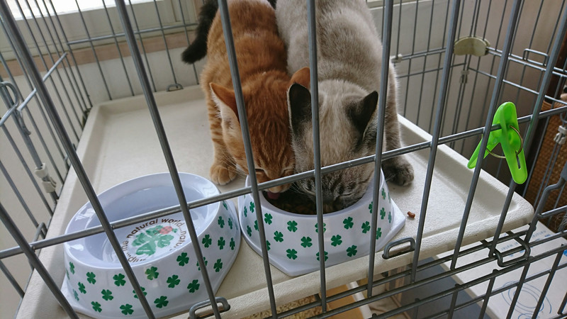 猫のさんまちゃん&メラちゃん お泊まりの様子