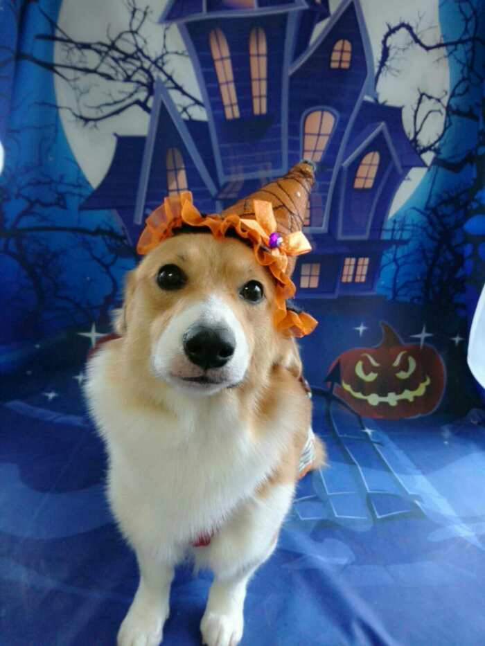 コーギーの那智ちゃん&くるみちゃん&むぎちゃん グルーミングコース