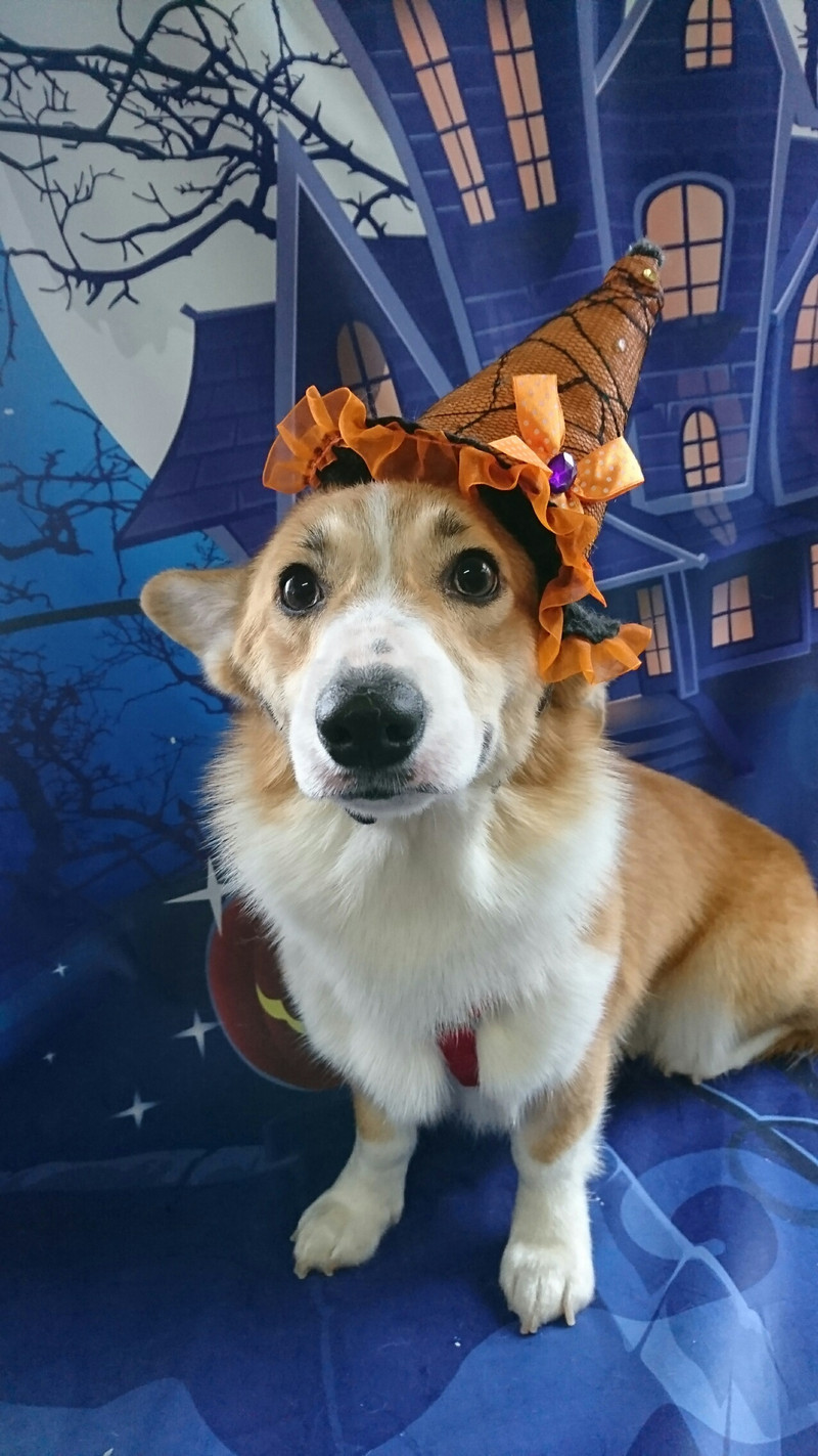 コーギーの那智ちゃん&くるみちゃん&むぎちゃん グルーミングコース