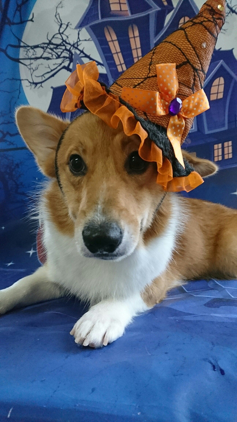 コーギーの那智ちゃん&くるみちゃん&むぎちゃん グルーミングコース