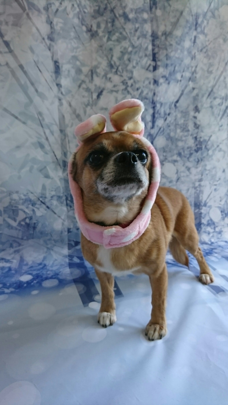 MIXのマリンちゃん&パピヨンのナッツちゃん グルーミングコース&トリミングコース