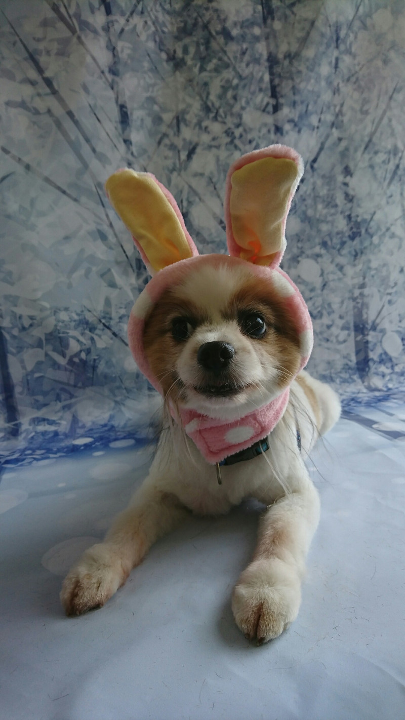 MIXのマリンちゃん&パピヨンのナッツちゃん グルーミングコース&トリミングコース