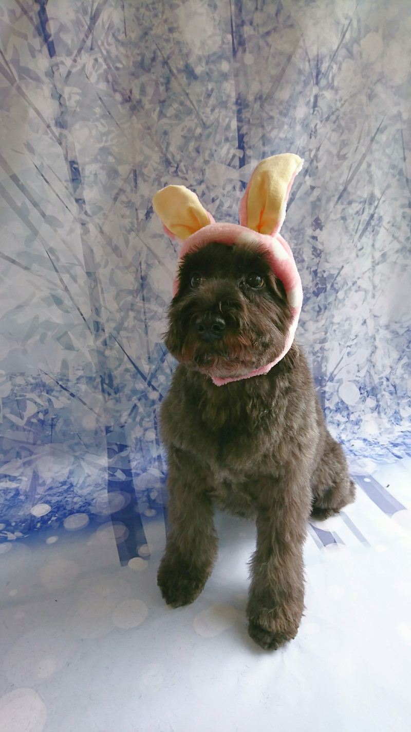 シュナウザーのヂヂちゃん グルーミングコース デンタル