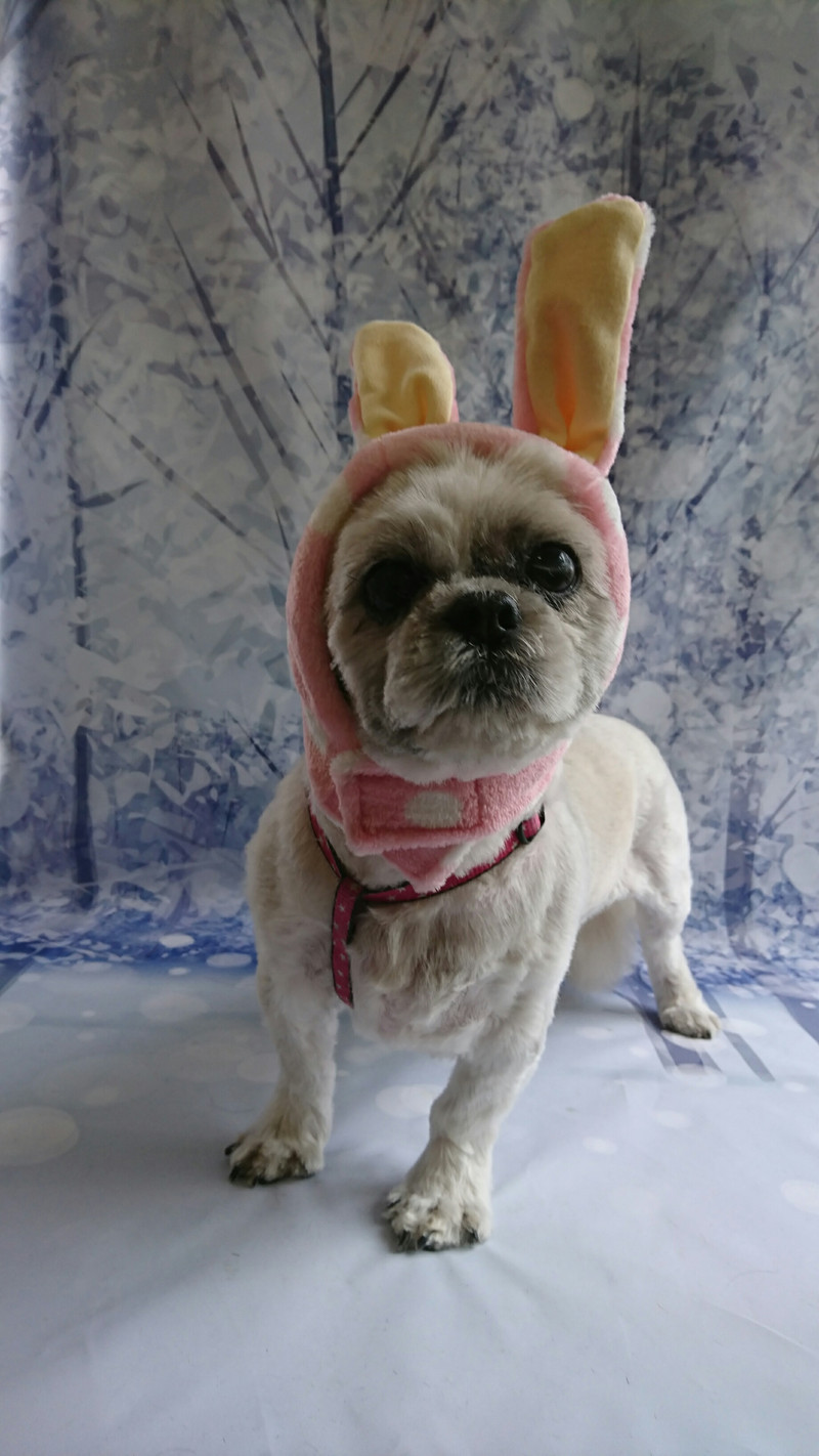 シーズーのキューちゃん トリミングコース