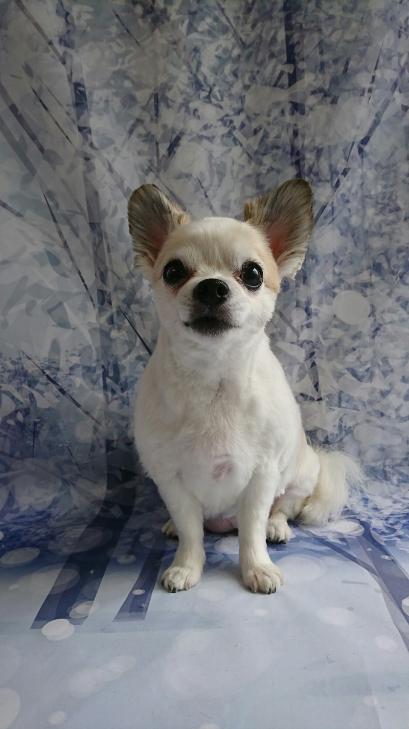 チワワのラブちゃん トリミングコース