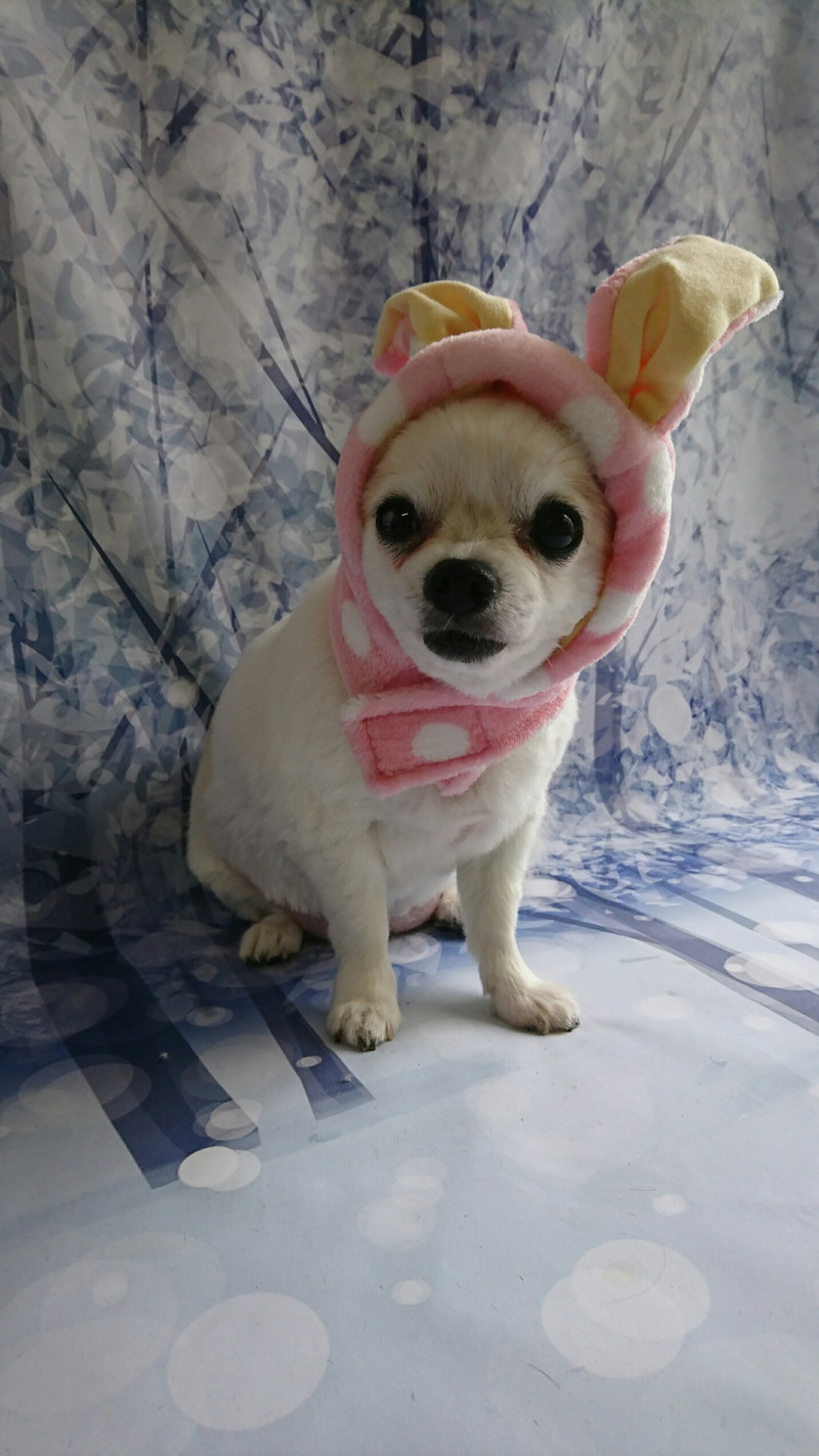 チワワのラブちゃん トリミングコース