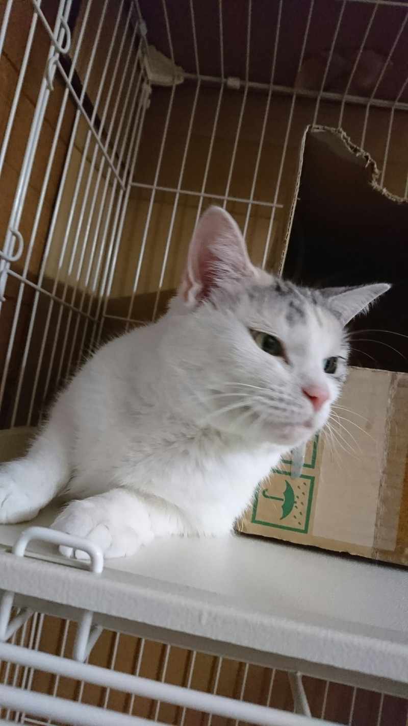 猫のココナッツちゃん お泊まりの様子