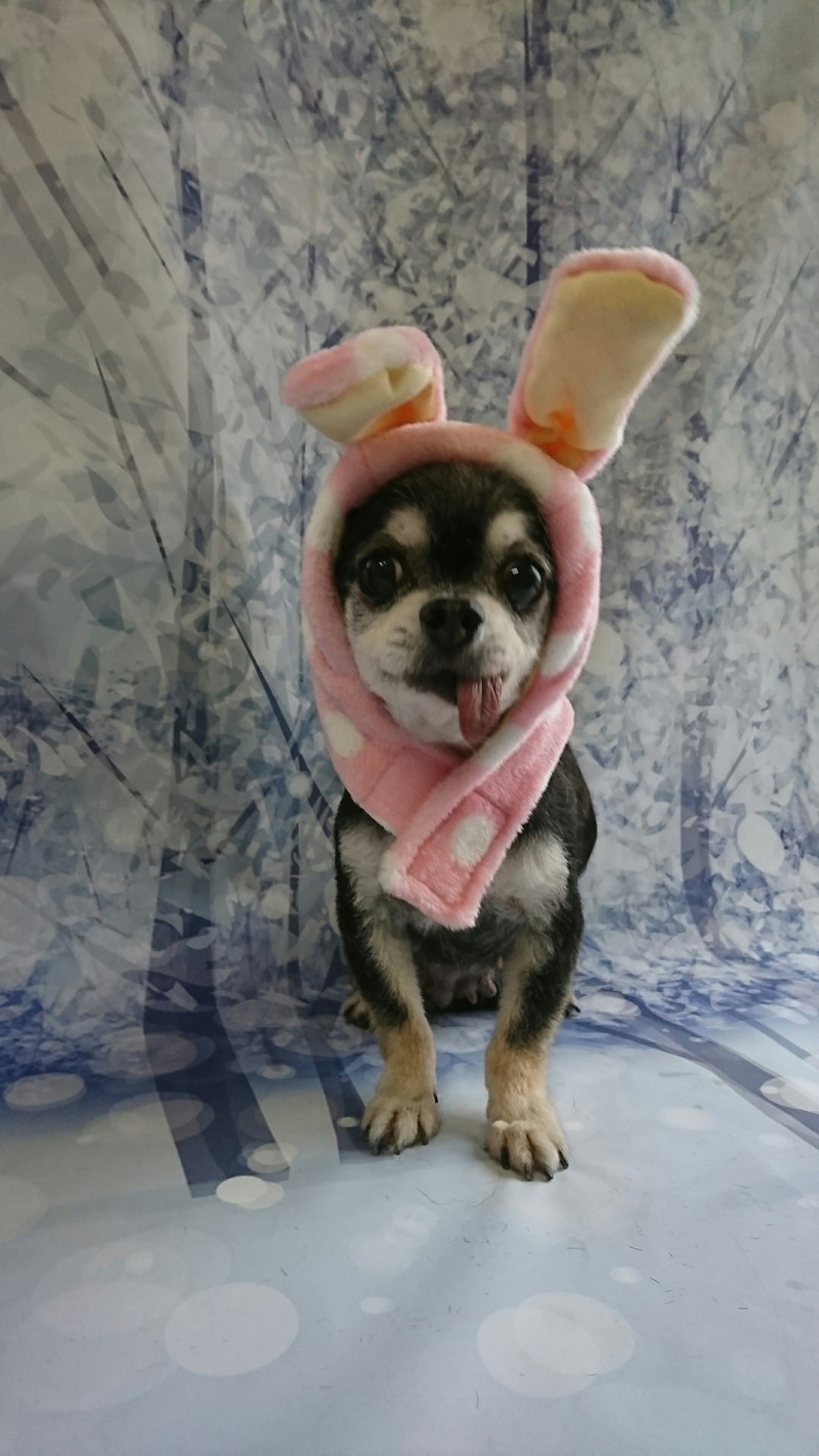 チワワのショコラちゃん トリミングコース