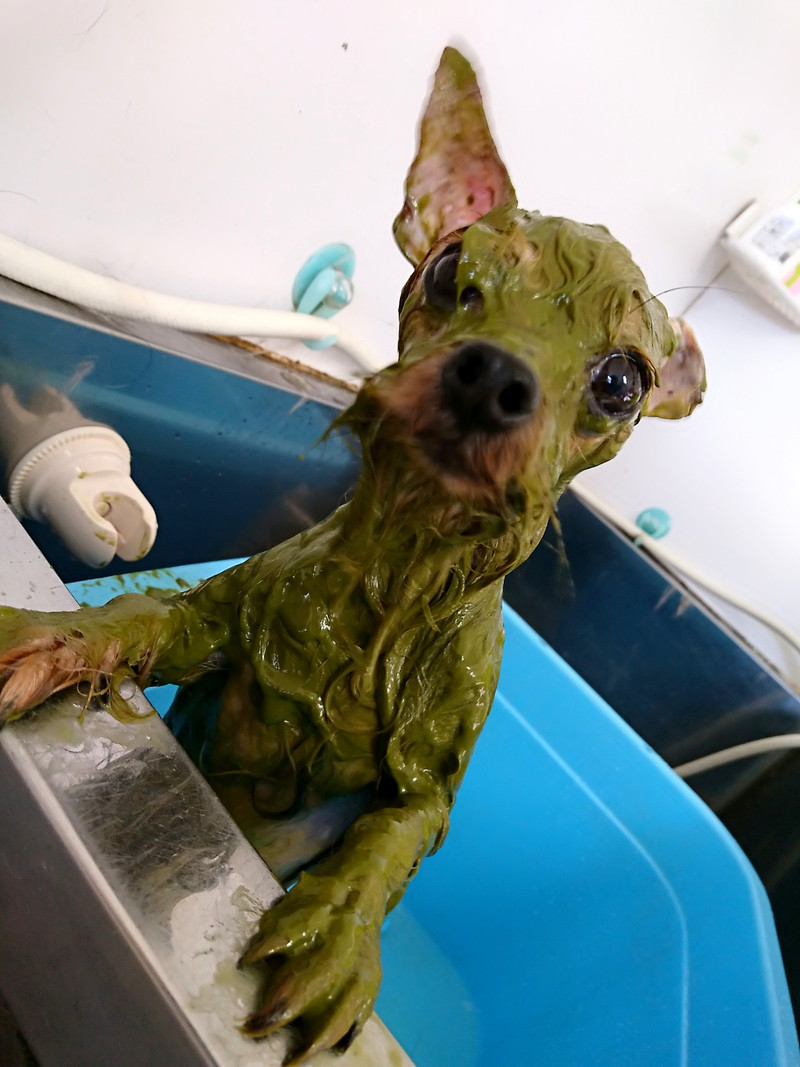 ヨーキーのみゅーちゃん グルーミングコース デンタル パック