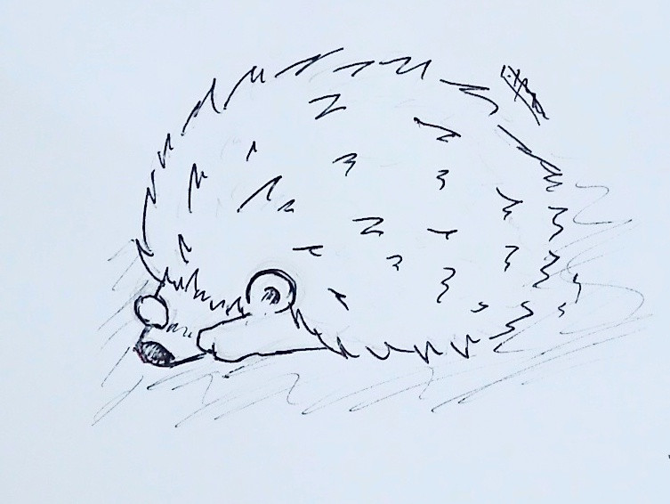 ハリネズミのもぐちゃん お泊まりの様子