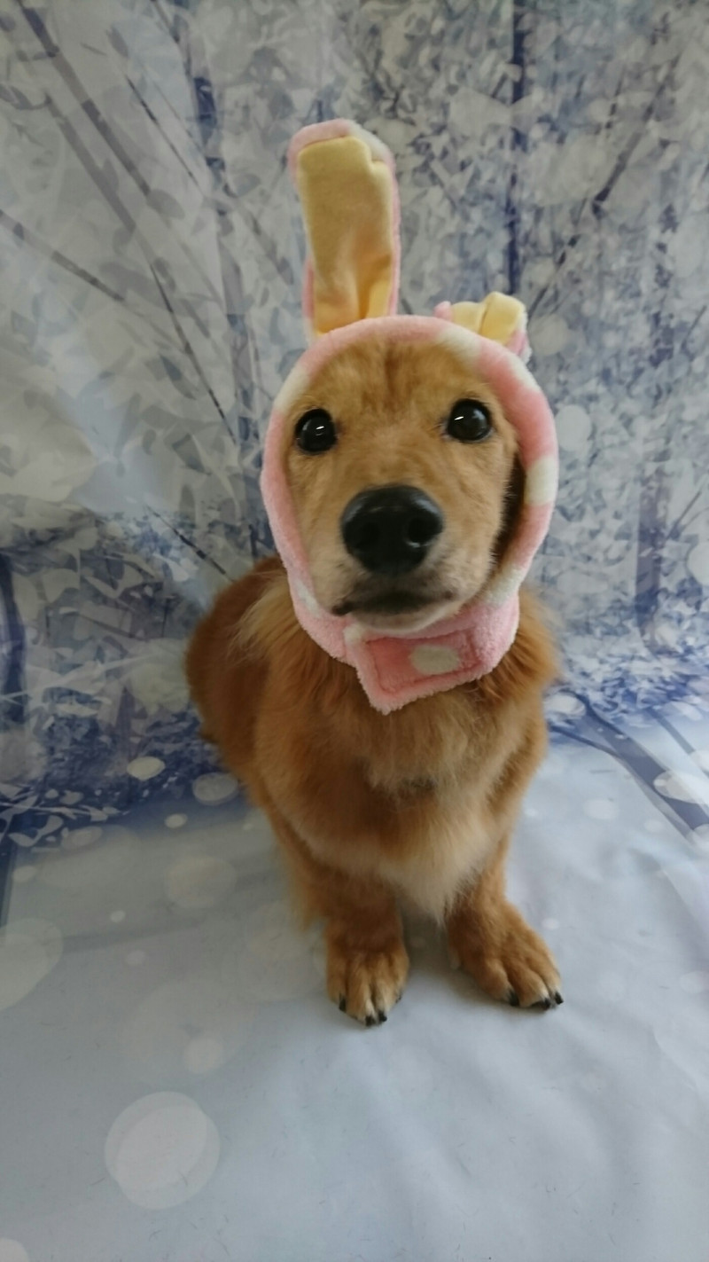 ダックスのロンちゃん&トラちゃん グルーミングコース