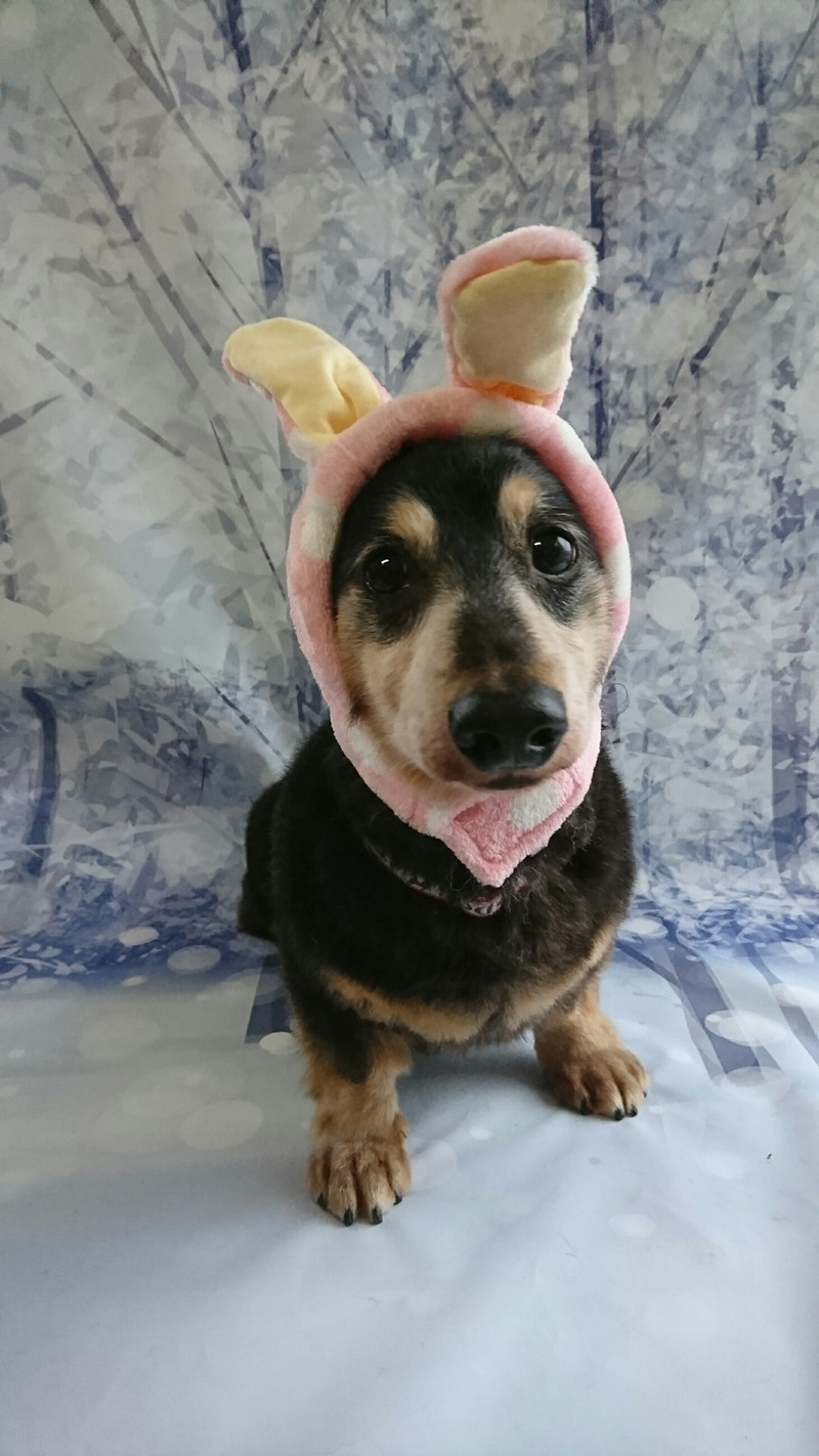 ダックスのロンちゃん&トラちゃん グルーミングコース