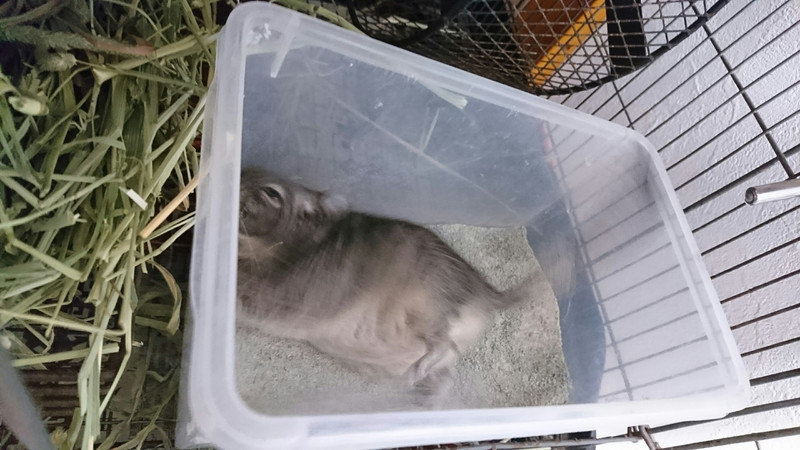 デグーのもんちゃん お泊まりの様子