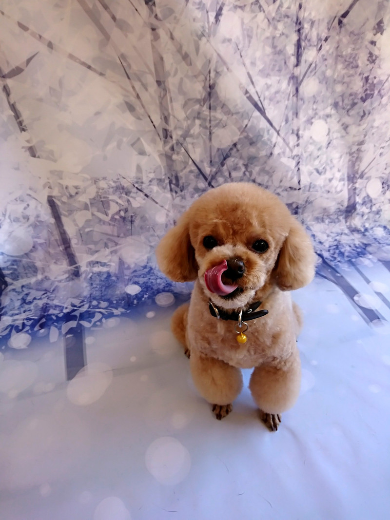 プードルの岳ちゃん トリミングコース