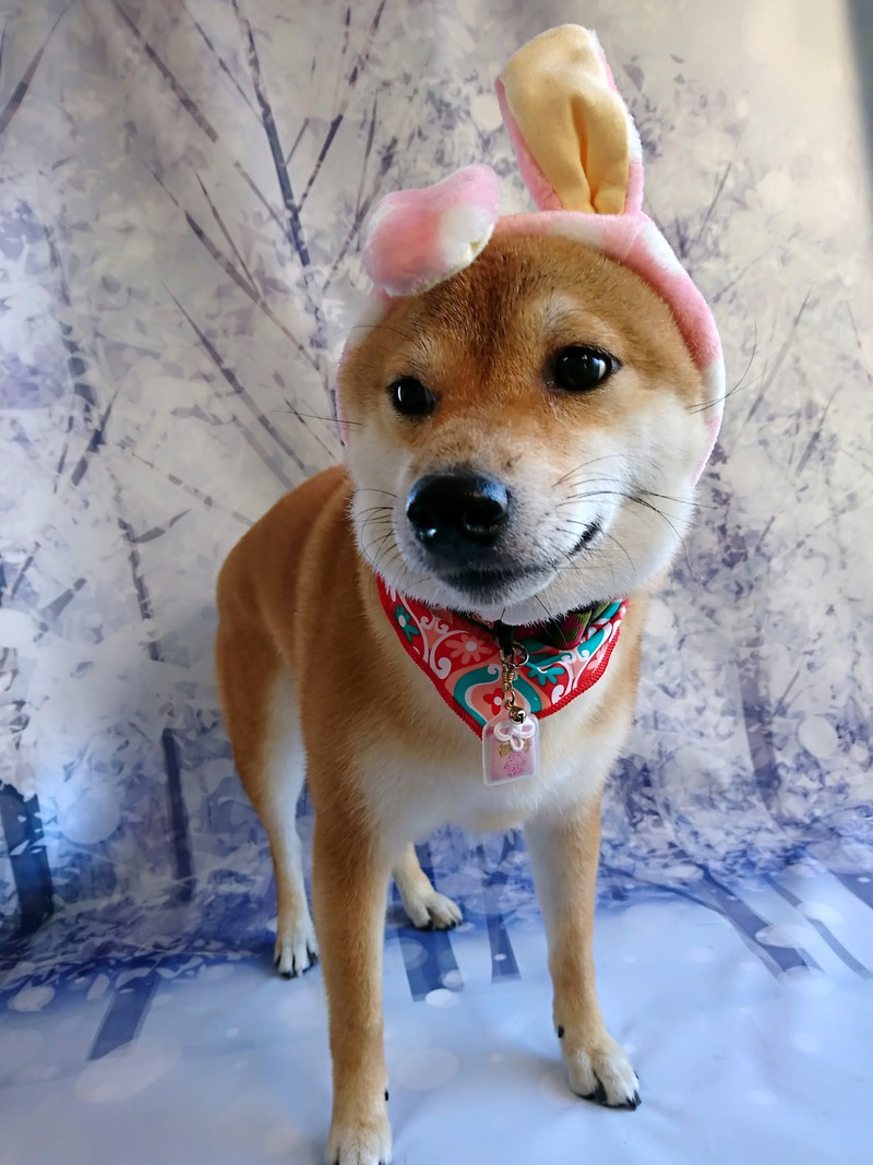 柴の葵ちゃん グルーミングコース