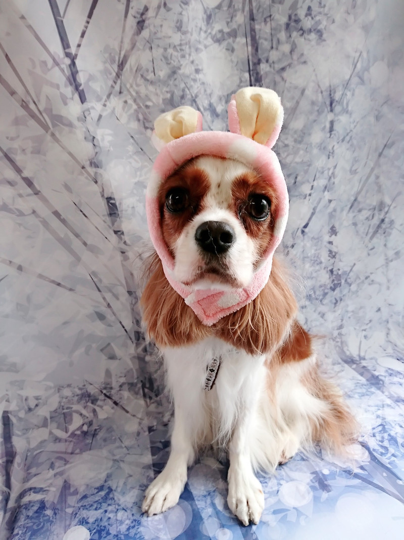 キャバリアのレノンちゃん グルーミングコース デンタル