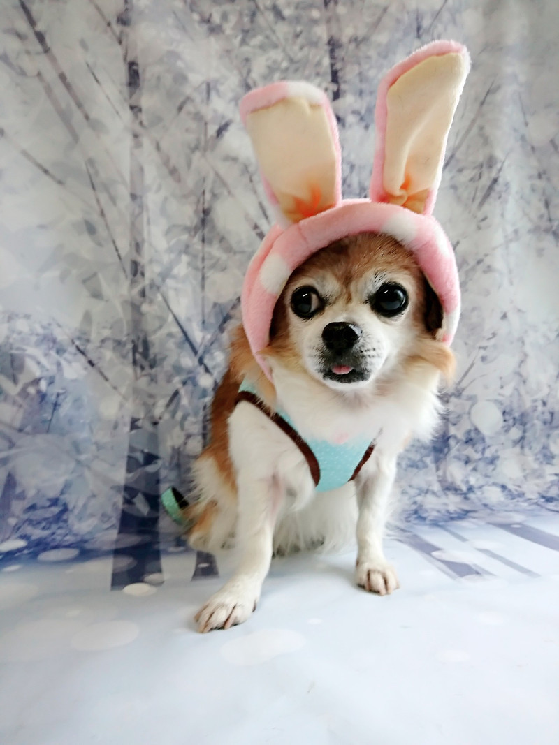 チワワのはっぴぃちゃん グルーミングコース