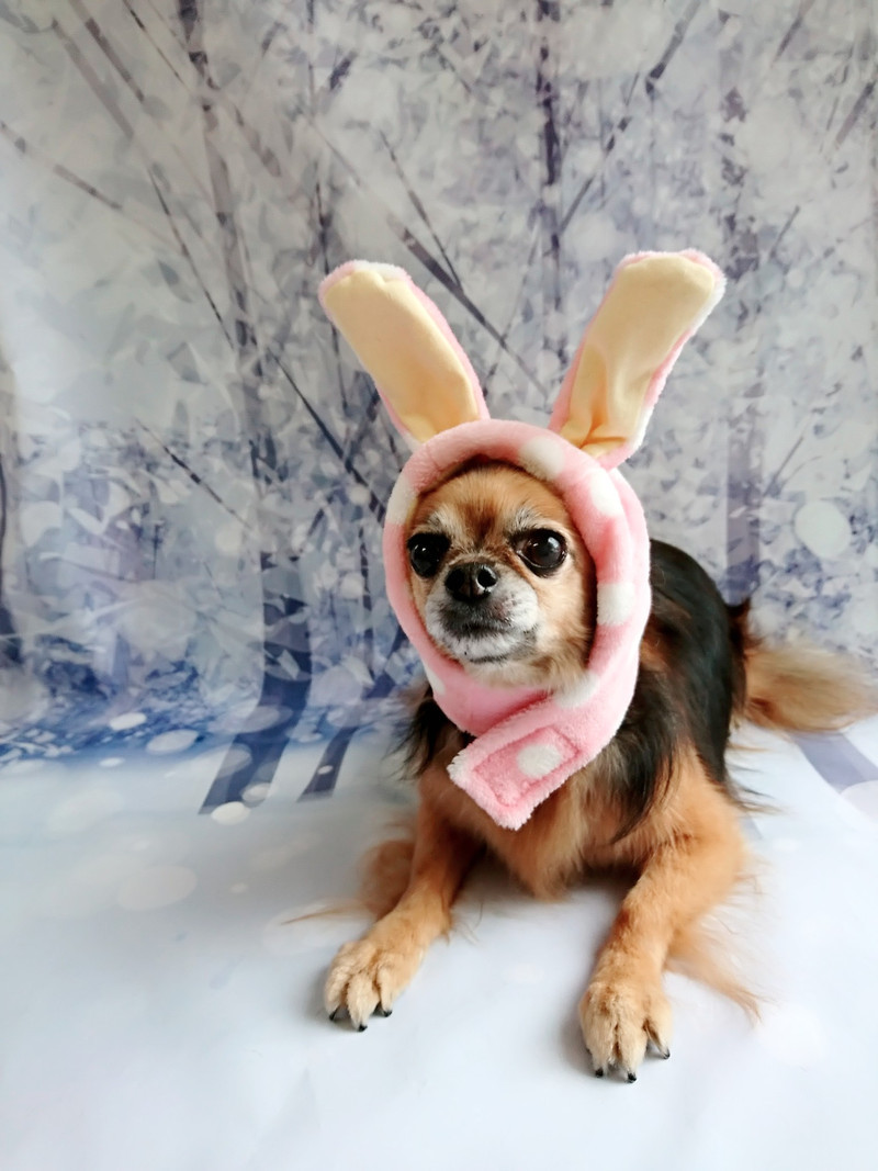 チワワのチョコちゃん グルーミングコース