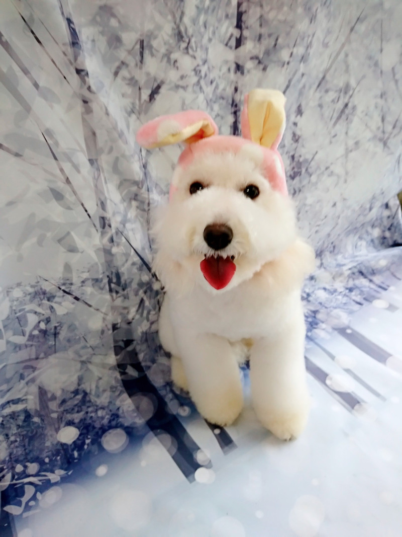 プードルの詩乃ちゃん シャンプーコース