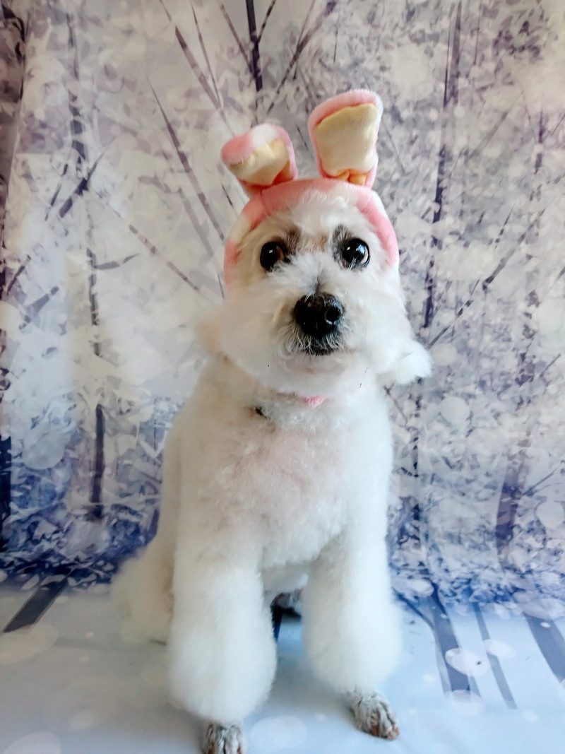 プードルのモコちゃん シャンプーコース デンタル