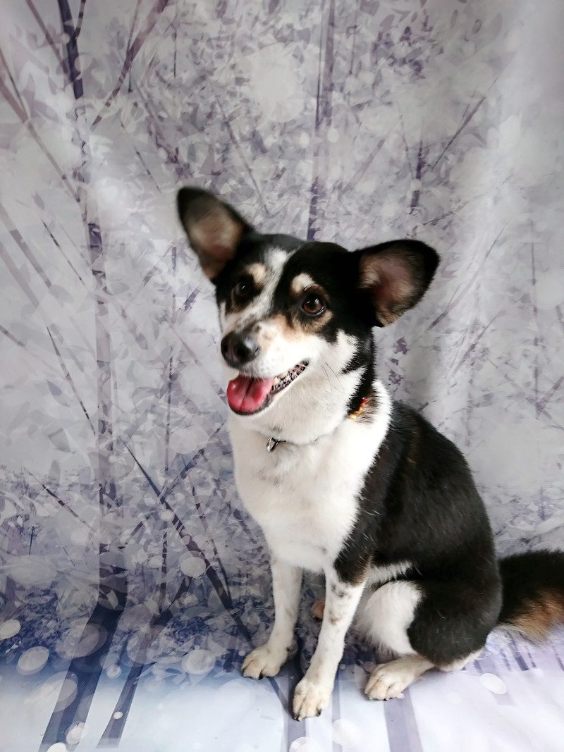 MIXのリーフちゃん シャンプーコース お爪切り 足裏のカット 部分カット