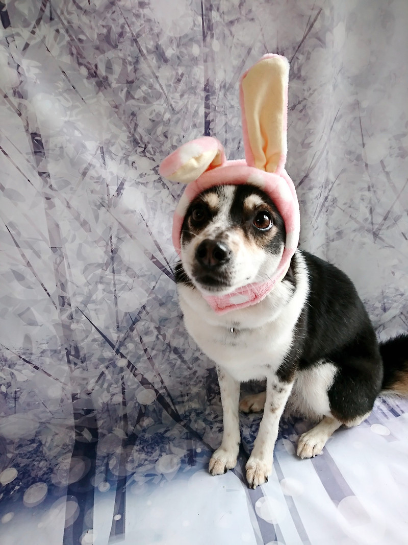 MIXのリーフちゃん シャンプーコース お爪切り 足裏のカット 部分カット