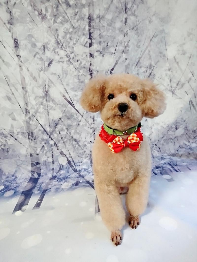 プードルのティムちゃん トリミングコース