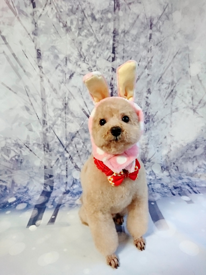 プードルのティムちゃん トリミングコース