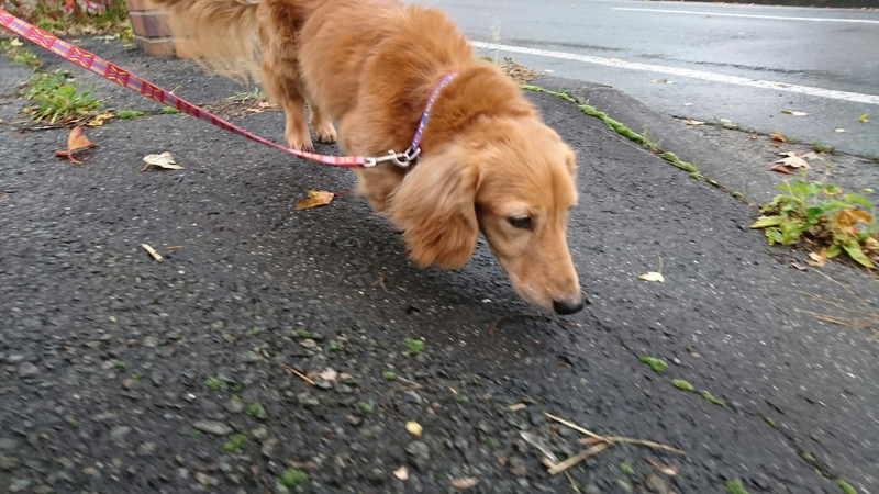 ダックスのロンちゃん&トラちゃん お泊まりの様子