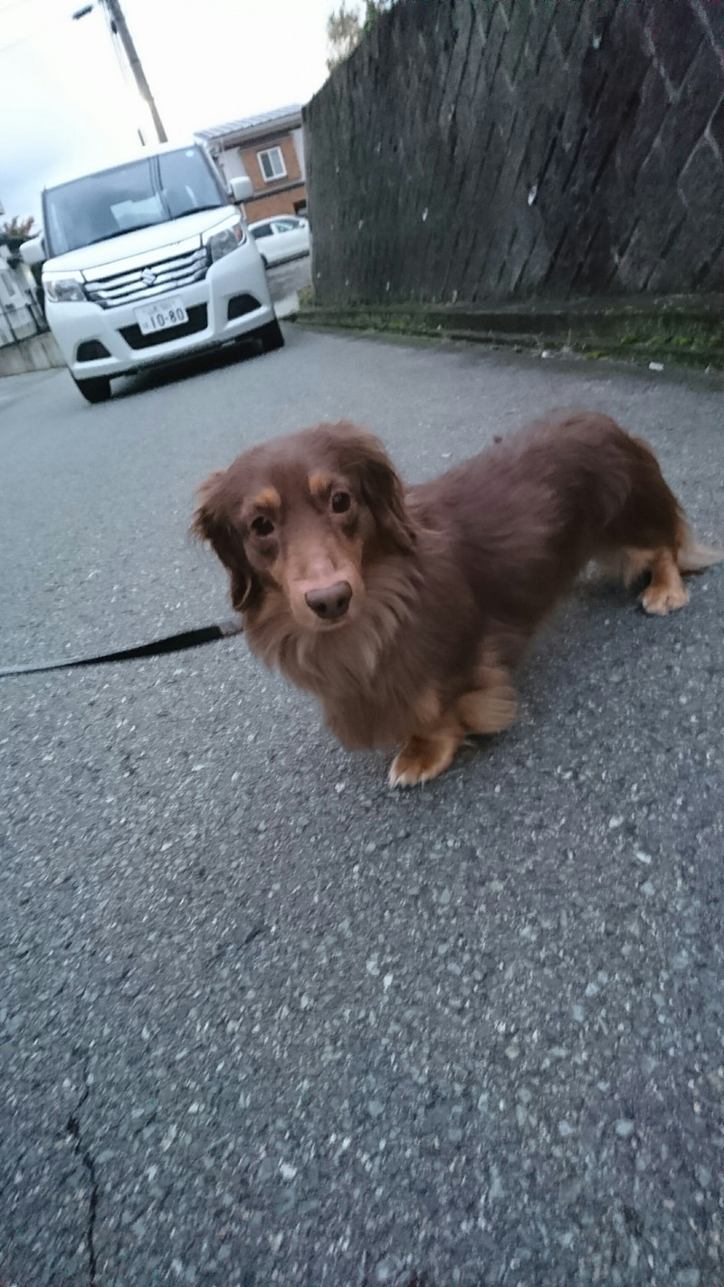 ダックスのレオンちゃん お泊まりの様子