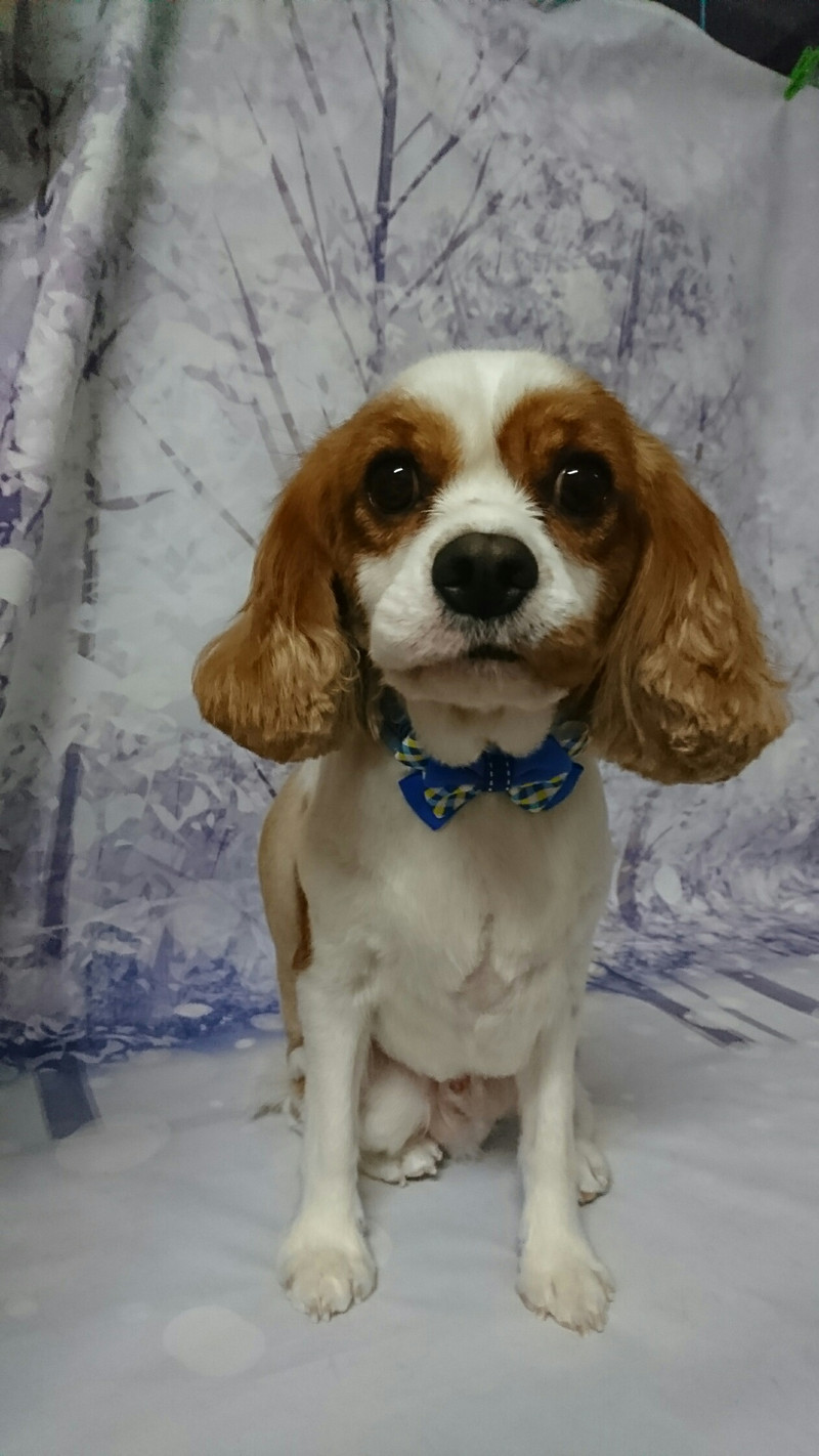 キャバリアのマイロちゃん トリミングコース