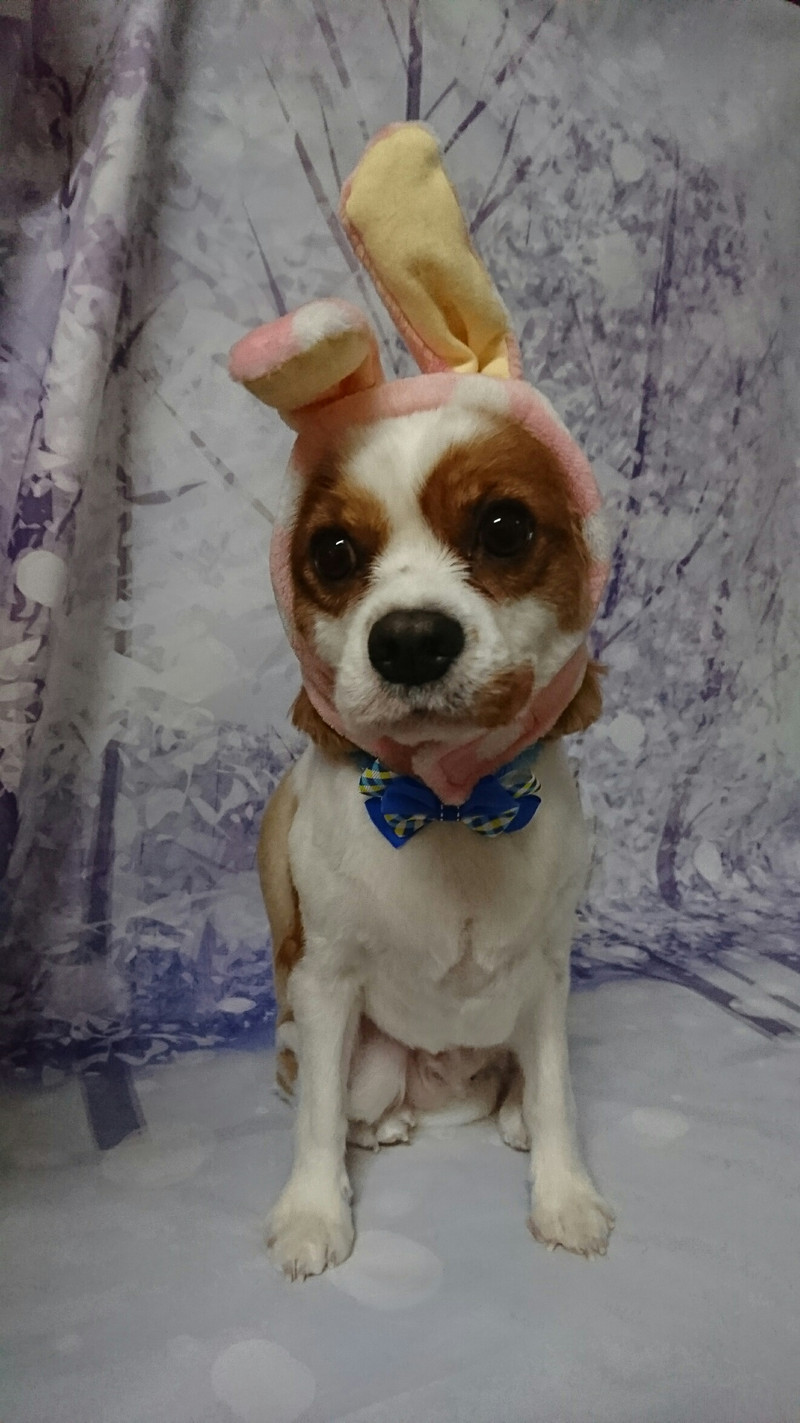 キャバリアのマイロちゃん トリミングコース