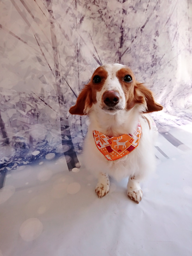 ダックスのひまわりちゃん グルーミングコース