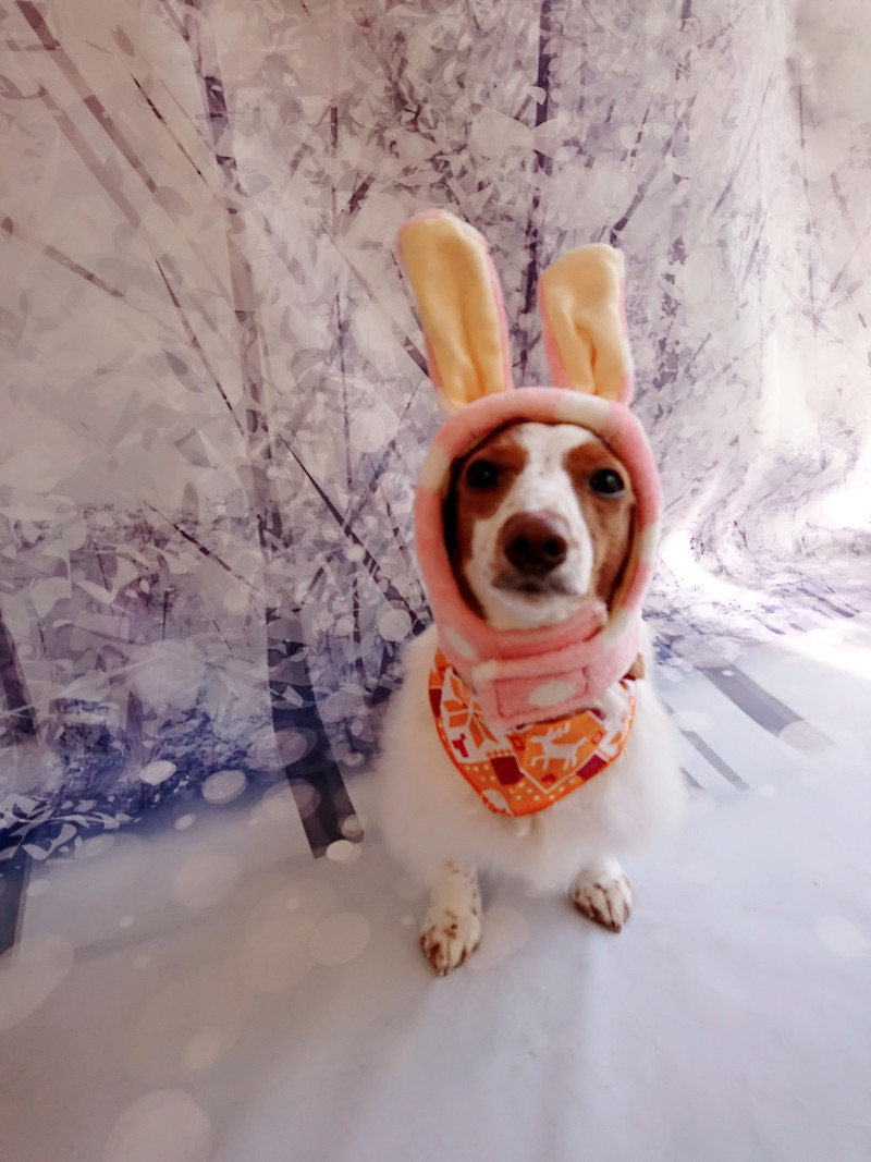 ダックスのひまわりちゃん グルーミングコース