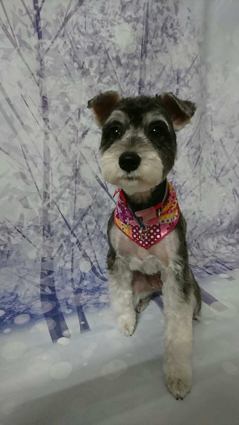 シュナウザーのクレアちゃん トリミングコース