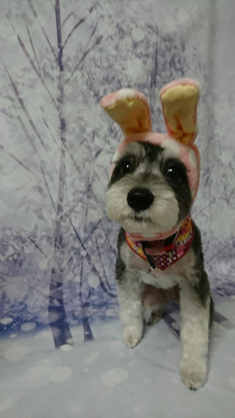 シュナウザーのクレアちゃん トリミングコース