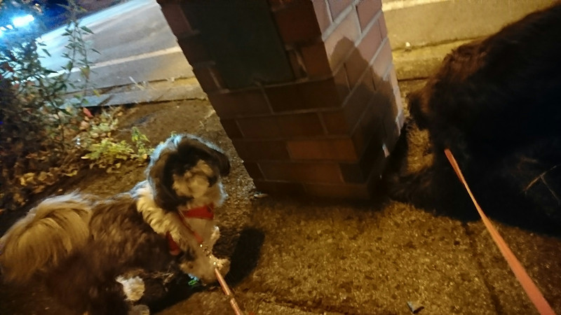 シーズーのナナちゃん&シュナのあんこちゃん お泊まりの様子