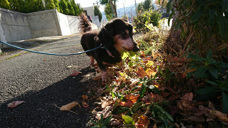 ダックスのロンちゃん&トラちゃん お泊まりの様子