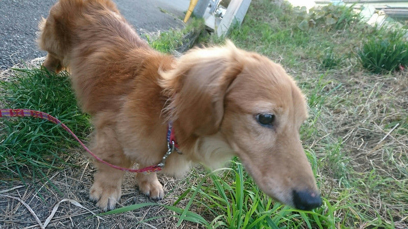 ダックスのロンちゃん&トラちゃん お泊まりの様子
