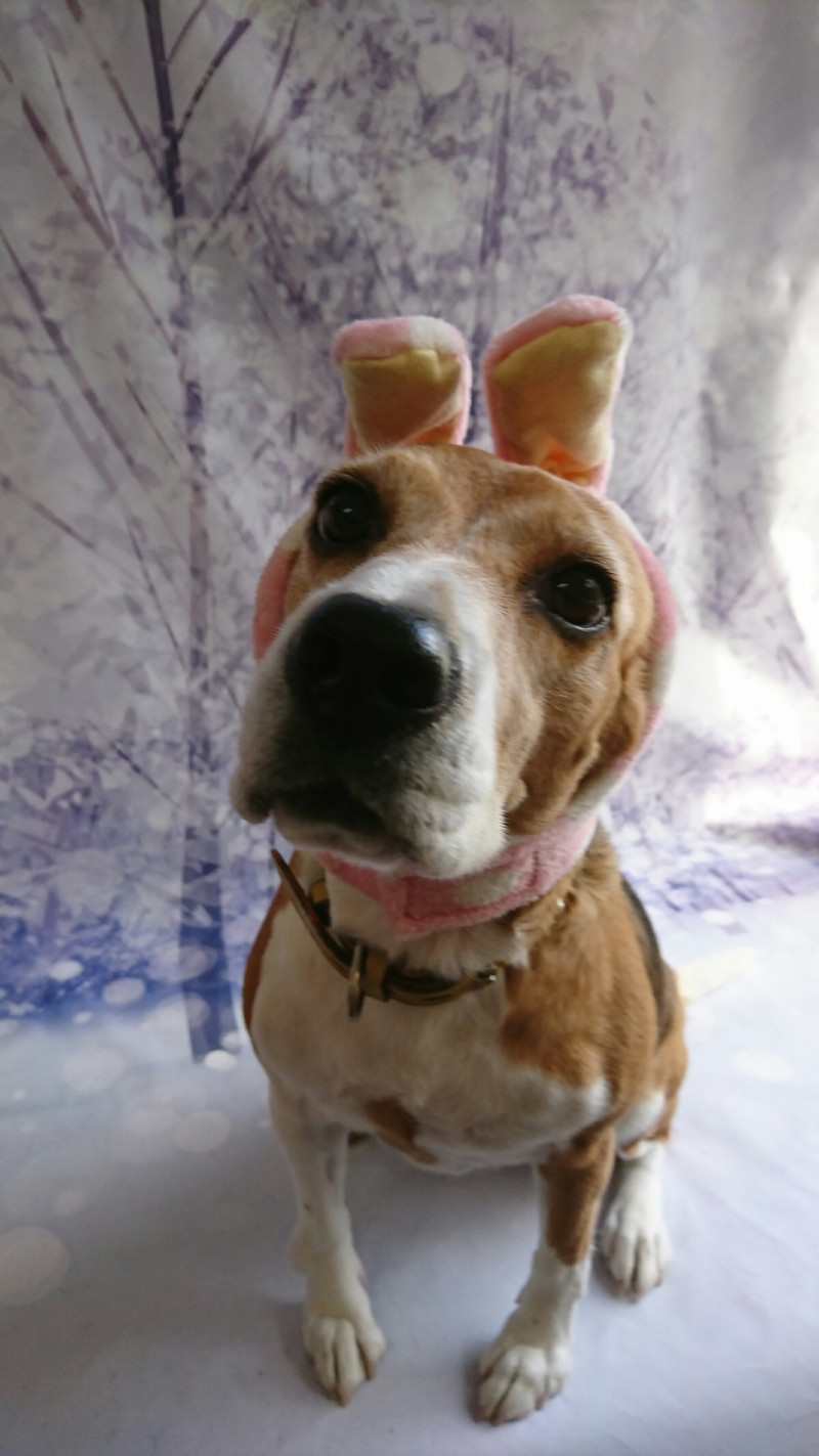 ビーグルのイモコちゃん グルーミングコース