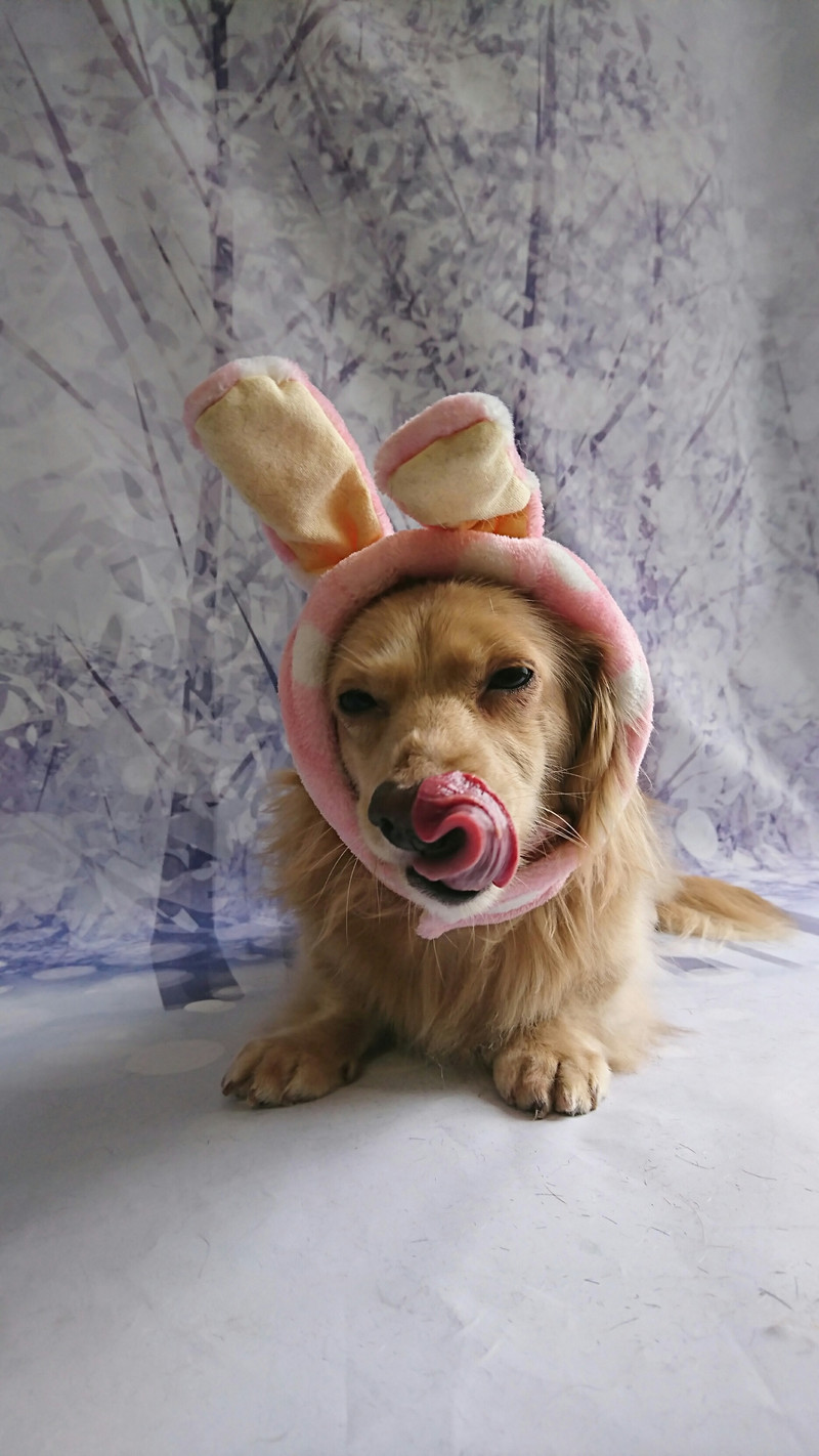 ダックスのミミちゃん グルーミングコース