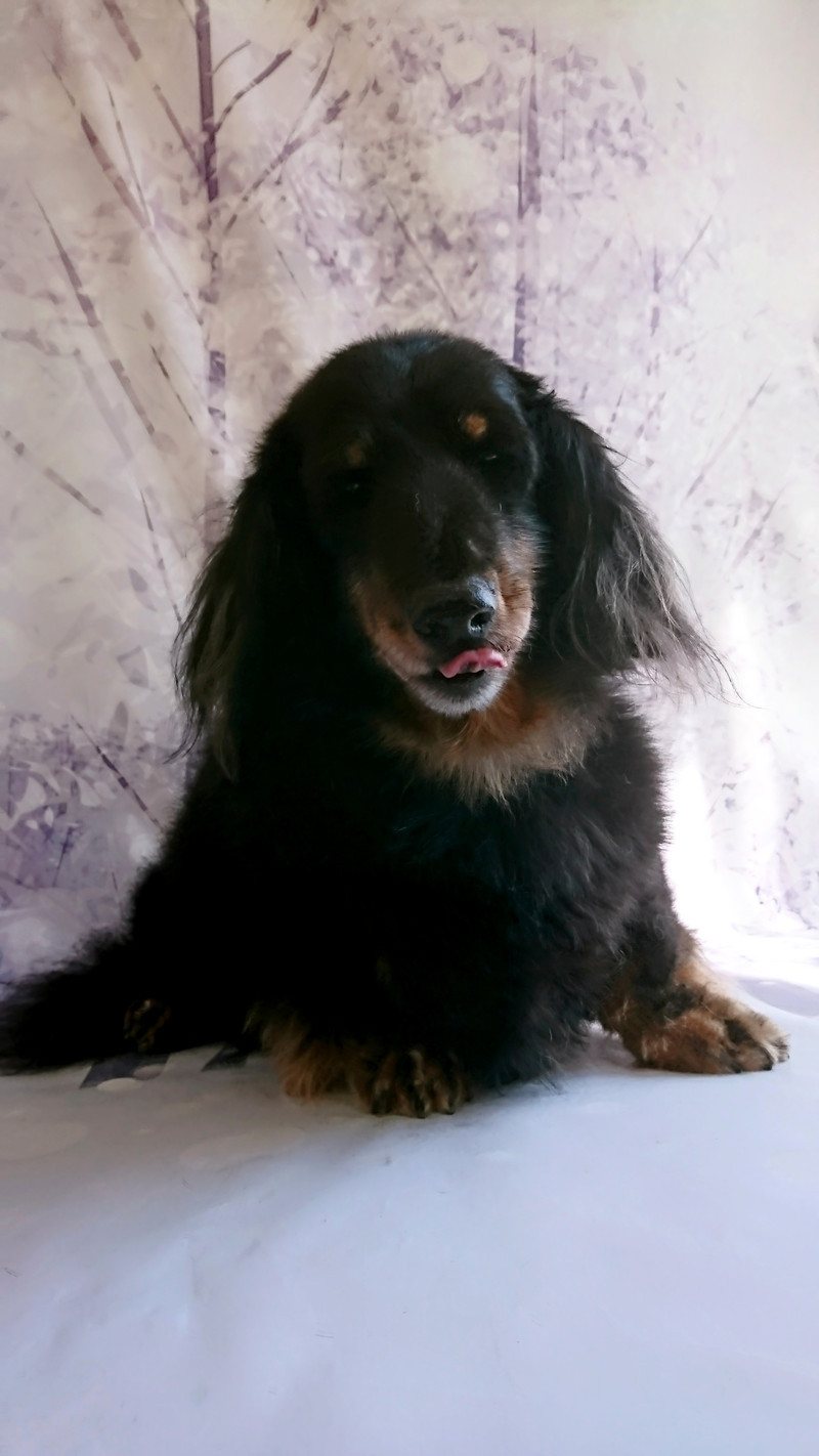 ダックスのレオちゃん シャンプーコース