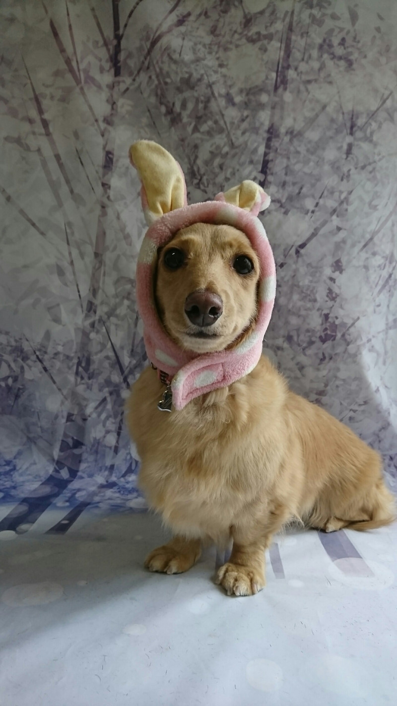 ダックスのクリームちゃん&チワワのマロンちゃん グルーミングコース