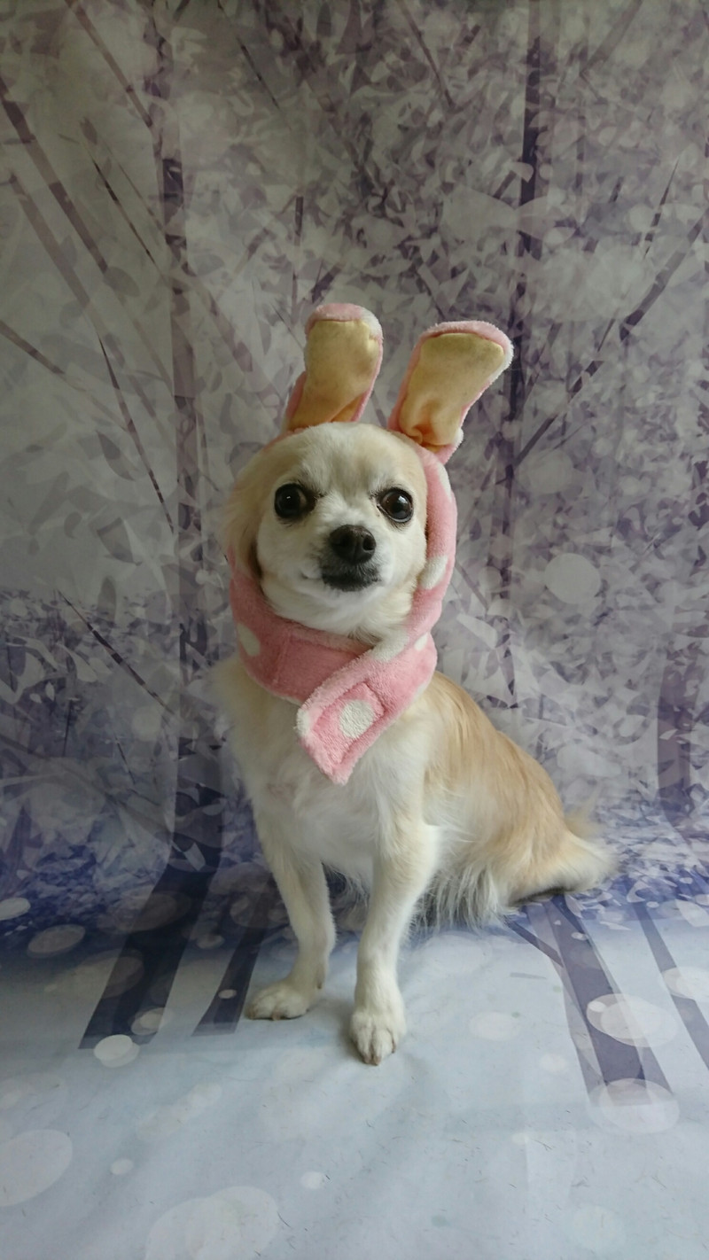 ダックスのクリームちゃん&チワワのマロンちゃん グルーミングコース