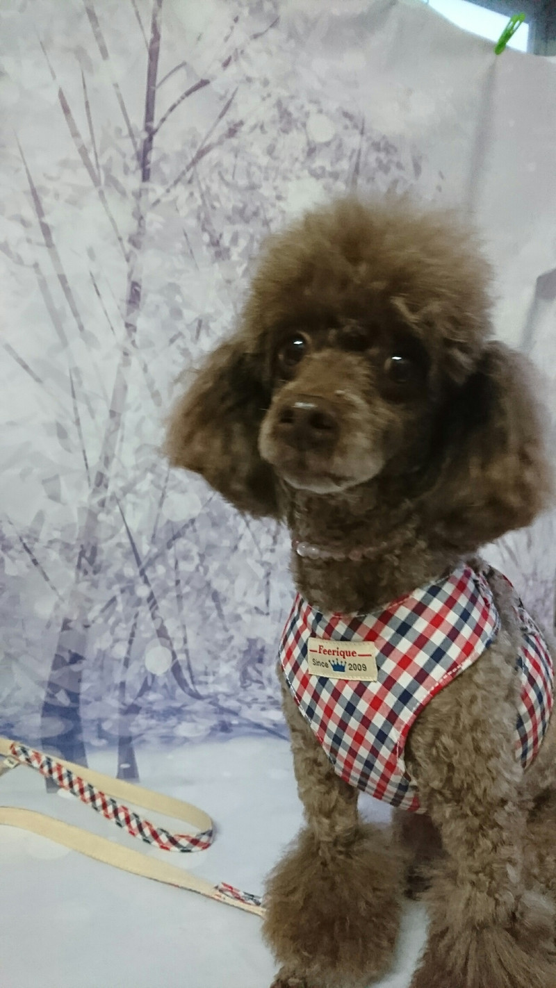 プードルのルナちゃん&モナちゃん お爪切り