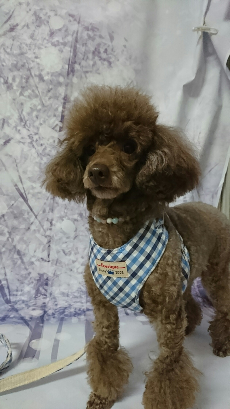 プードルのルナちゃん&モナちゃん お爪切り