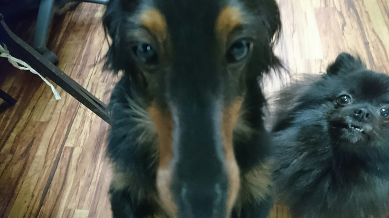 ダックスのチョコちゃん お泊まりの様子