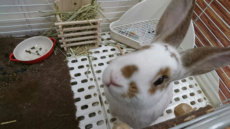 うさぎのおもちちゃん お泊まりの様子